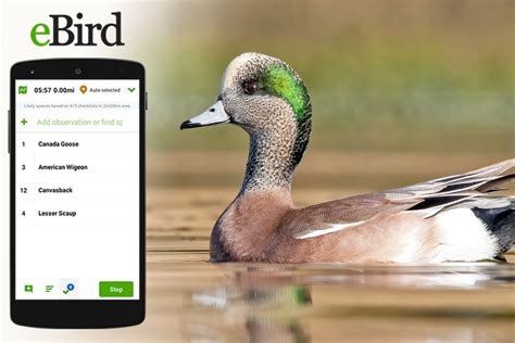 ebird|ebird live stream.